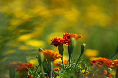 bokeh  flower  plant