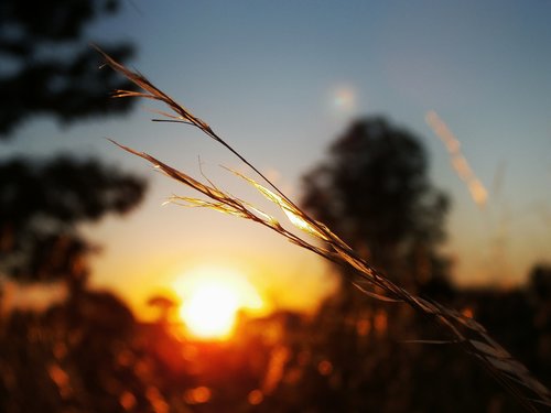 bokeh  focus  macro