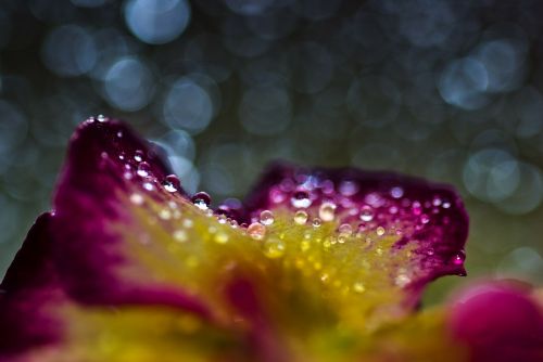 bokeh macro flower