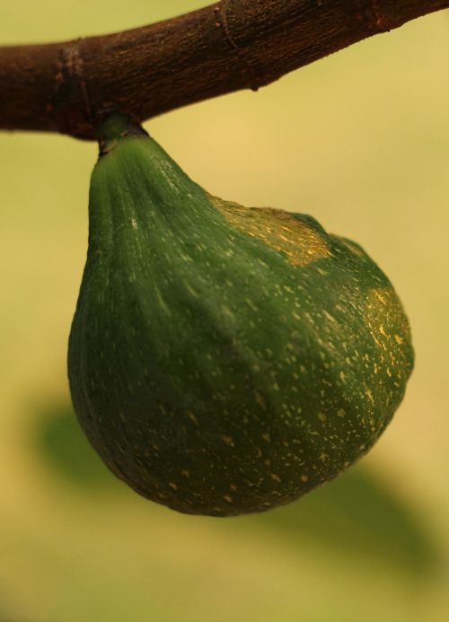 Bokeh Green Fig
