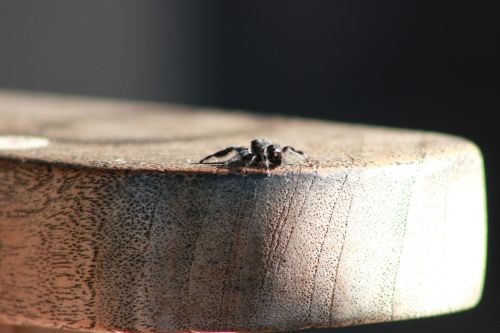 bold jumping spider spider insect