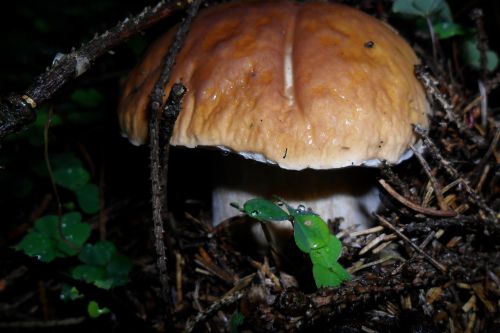 boletus forest autumn