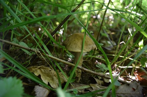 boletus  grass  forest