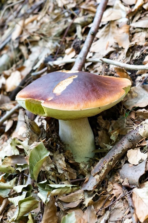 boletus  mushrooms  noble