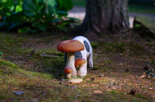 boletus mushroom piggy