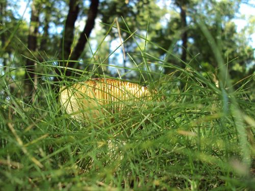 boletus grass macro