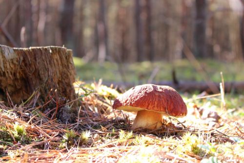 boletus boletus edulis mushroom