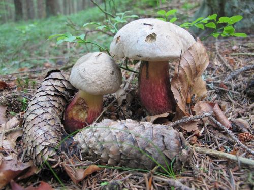 boletus calopus fungus forest