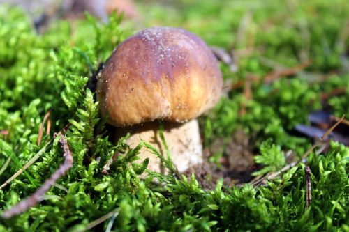 boletus edulis mushroom mushrooms edible