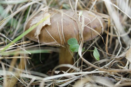 boletus edulis mushroom appetizer