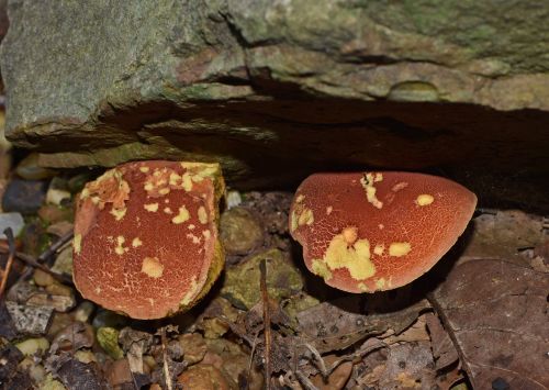 boletus mushroom forest floor mushroom