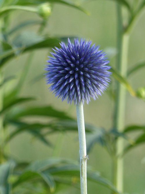 bolltistel  flower  blue