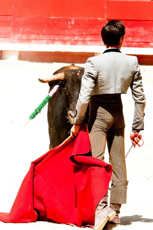 bolsin bullfight bull