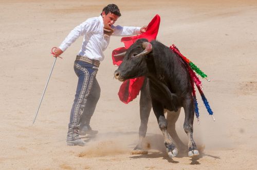 bolsin bullfight bull