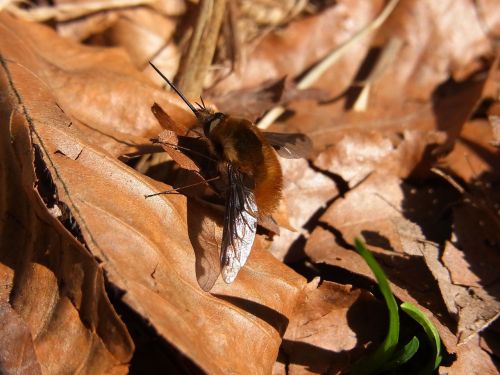 bombyliidae insect animal