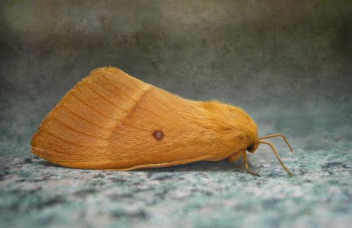 bombyx of the oak lasiocampa quercus moth