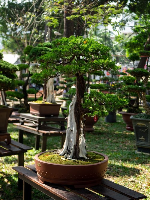 bon-sai  plants  vietnam