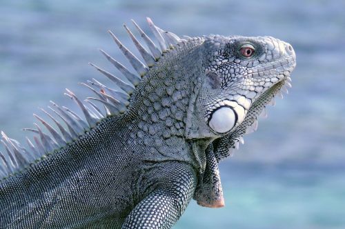 bonaire iguana reptile