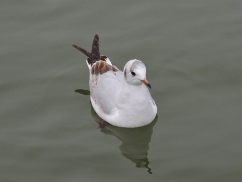 bonaparte's gull gull bird