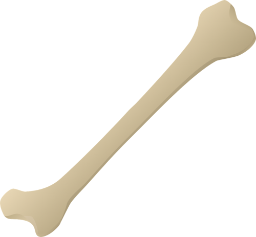 bone bone carving leg bone