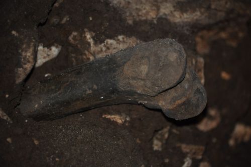 bone fossil prahistoria