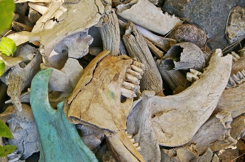 bone fund  excavations  skull