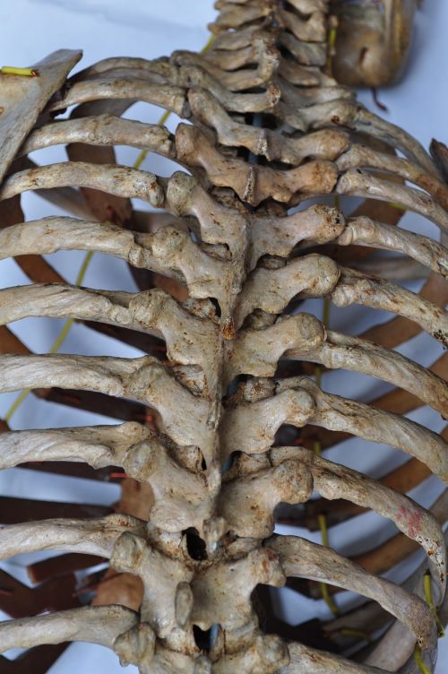 bones skeleton back