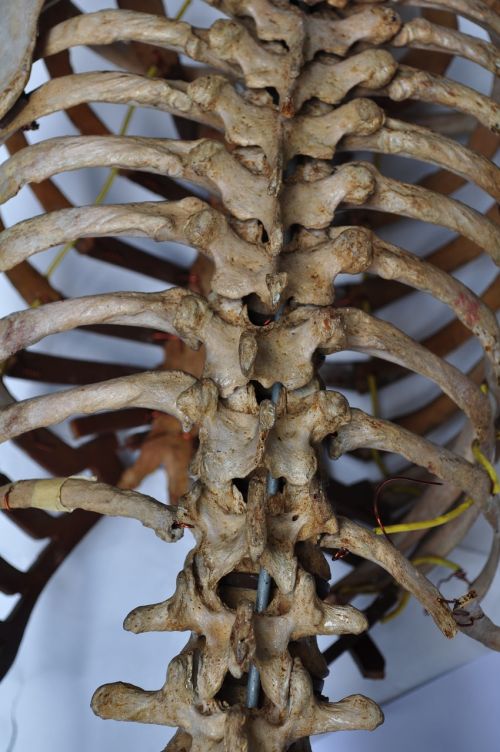 bones skeleton back