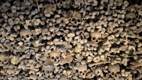 bones skeleton skull