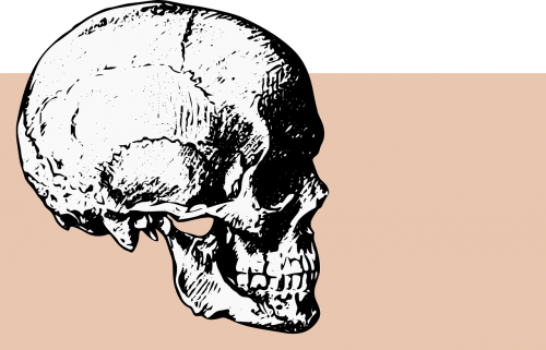 bones skull death
