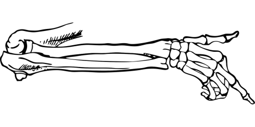 bones skeleton point