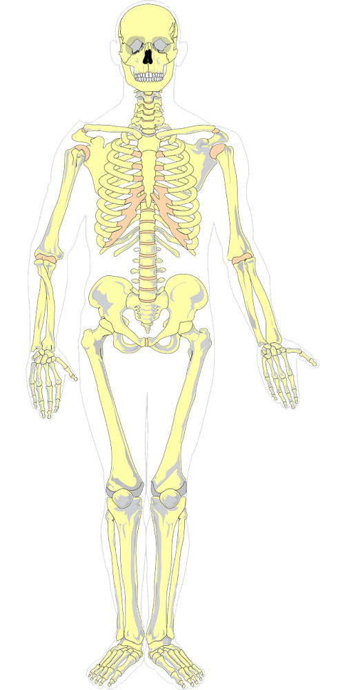 bones color anatomy