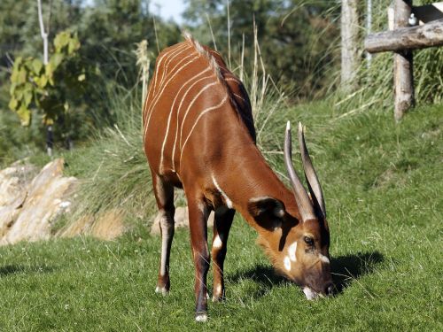 bongo animal cattle