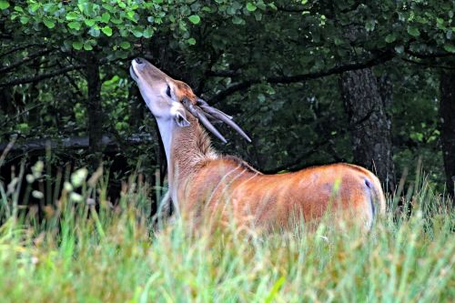 bongo deer antelope