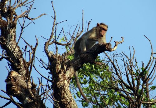 bonnet macaque macaca radiata monkey