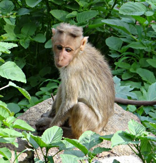bonnet macaque macaca radiata macaque