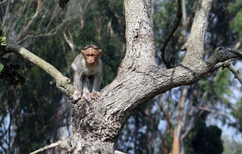 bonnet macaque baby fauna