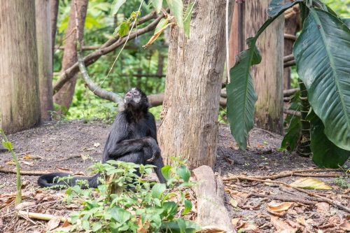 bonobo mammal animal