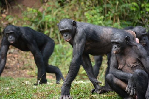 bonobo primate ape