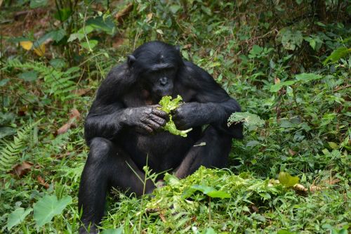 bonobo primate ape