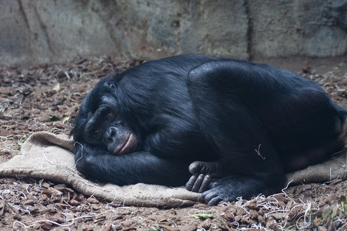 bonobo  ape  resting