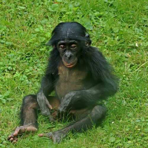 bonobos ape primates