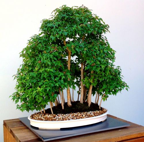 bonsai tree japanese