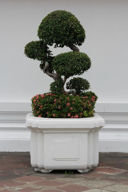 bonsai tree bäumchen