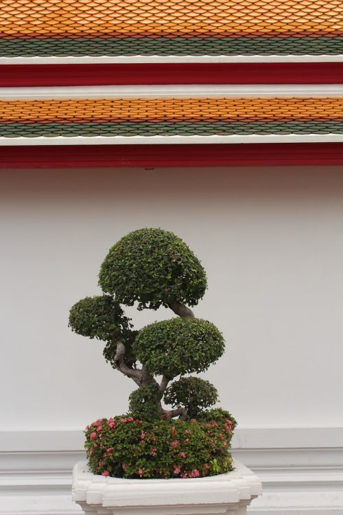 bonsai tree bäumchen