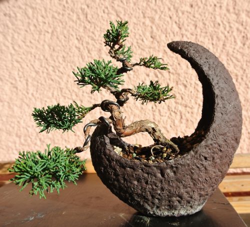 bonsai juniper moon bowl