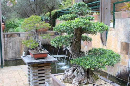 bonsai trees japanese