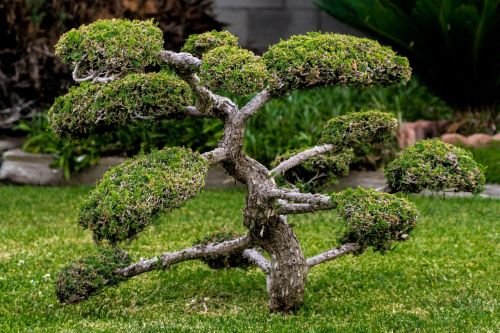 bonsai miniature plant
