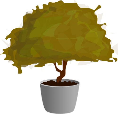 bonsai tree small