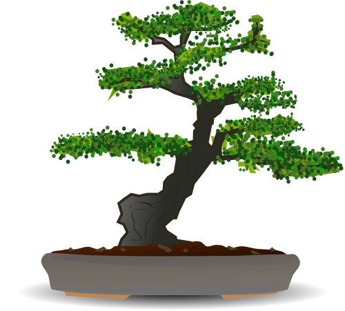 bonsai tree dwarf tree